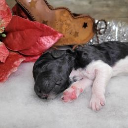 Roxy - Black female Goldendoodle puppy in Woodburn, Indiana from DNLS Doodle Puppies