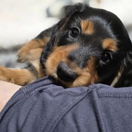 Viktor - Black and tan male Dachshund puppy in Dade City, Florida from Kingpindoxies