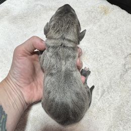 Orange Collar - Blue female Mountain Cur puppy in Georgetown, Ohio from Walnut Ridge Mountain Curs