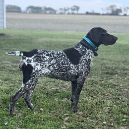 Whiskey - German Shorthaired Pointer