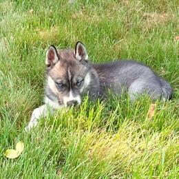 AKC Lilly - Agouti and white female Siberian Husky puppy in Cedarville, Ohio from Evereve Kennels