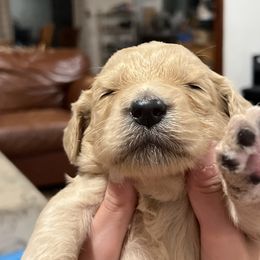Girl 1 - Goldendoodle puppy in Cameron Park, California from Silkie Doodles