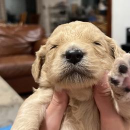 Girl 1 - Goldendoodle puppy in Cameron Park, California from Silkie Doodles