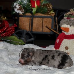 Sadie - Blue merle female Australian Shepherd puppy in Marshall, Texas from Flying S Aussies