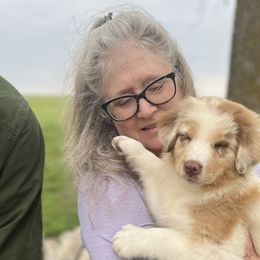Hazel - Red merle Australian Shepherd puppy in Sedalia, Missouri from Strollins Farm