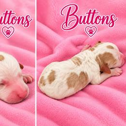Buttons - Parti female Poodle puppy in Cleburne, Texas from Lone Star Standard Poodles LLC