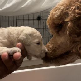 Poodle Puppies from Tyler Family Poodles