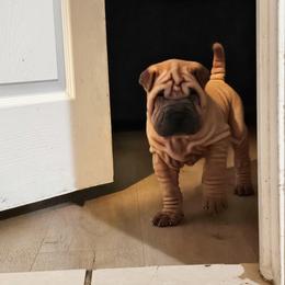 Scooby - Brown male Chinese Shar-Pei puppy in Bakersfield, California from Cashmerewrinkles