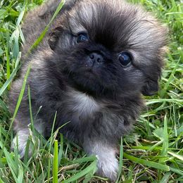 Pekingese from Pekingese Puppy Bliss