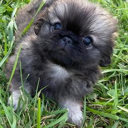 Pekingese from Pekingese Puppy Bliss