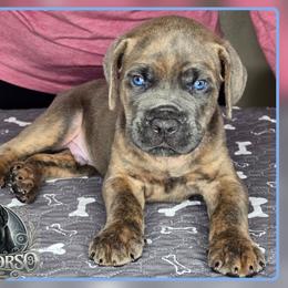 Maverick - Gray brindle male Cane Corso puppy in Warren, Ohio from Northeast Ohio Cane Corso
