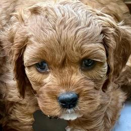 Nutmeg - Red female Cavapoo puppy in Mona, Utah from Hearts Full of Puppies