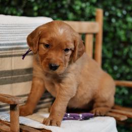 Jo - Dark golden female Golden Retriever puppy in Payette, Idaho from Stonewick Retrievers
