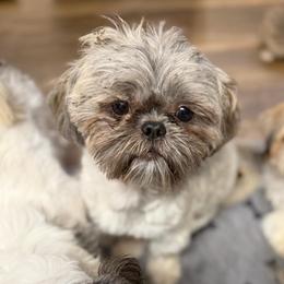 Benny - Blue male Shih Tzu puppy in Victorville, California from RUMBLE n TUMBLE
