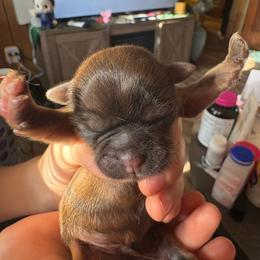 Miko - Brindle male Shih Tzu puppy in Mattoon, Illinois from Jenkins Tzu and Poo’s