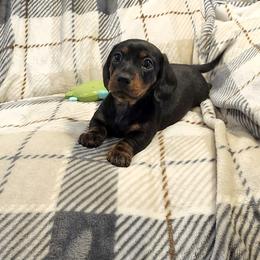 Little Lucy - Black and tan female Dachshund puppy in Littlestown, Pennsylvania from Redeemer's Dachshunds