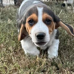 AKC Luca - Black tan and white male Beagle puppy in Rogersville, Missouri from Hales Little Beagle Haven