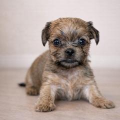 Beignet - Blue and tan male Shorkie puppy in Delta, Colorado from SATA Kennels