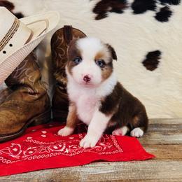 'Nick' - Red merle male Australian Shepherd puppy in Durand, Wisconsin from Larson’s Legacy Aussome Aussie Kennels