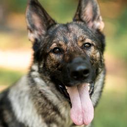 Shama - German Shepherd