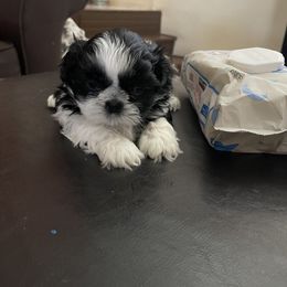 Shih Tzu Puppies from Crystal's Shih Tzus