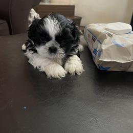 Shih Tzu Puppies from Crystal's Shih Tzus