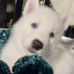 Almond - White male Siberian Husky puppy in Peoria, Arizona from Snowy Siberians