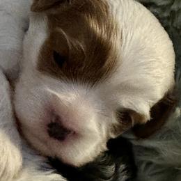 Cinderella - Blenheim female Cavapoo puppy in Modesto, California from Molly n Friends