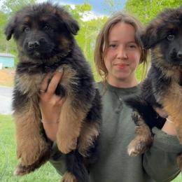Azalea - Black and red female German Shepherd puppy in Lexington, Virginia from Stahlhaus ( Previously Buffelbach Farmstead Shepherds)