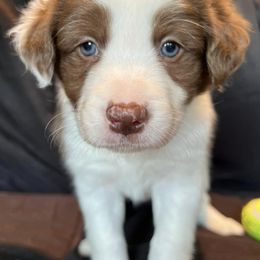 Border Collies from South Texas Border Collies