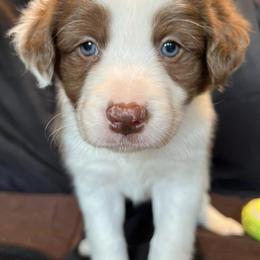 Border Collies from South Texas Border Collies