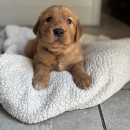 Golden Retriever Puppies from Haven of Hope Golden Retrievers