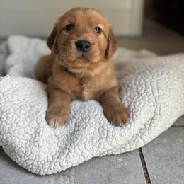 Golden Retriever Puppies from Haven of Hope Golden Retrievers