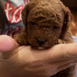 Poodle Puppies from Mountain Valley Poodles