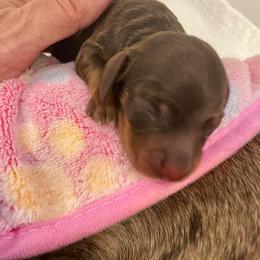 Winston - Chocolate and tan male Dachshund puppy in De Land, Florida from Pretty Painted Mini Doxies