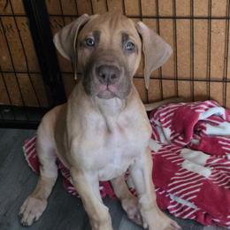Zinfandel - Chocolate female Great Dane puppy in Monroe County, Pennsylvania from Poke-A-Nose Danes