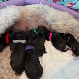 Grey colla - Blue male Bedlington Terrier puppy in San Jose, California from Barbos Heart