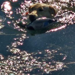 Dachshund and Labrador Retriever Puppies from Honeydew Ranch