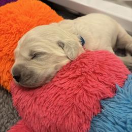 Abe - Light golden male Golden Retriever puppy in Pleasant Hill, Missouri from KCs Golden Dream