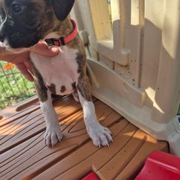 Ginny - Brindle female Boxer puppy in Pine River, Wisconsin from Jenks Boxers