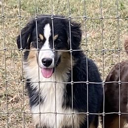 Boy2 - Black tri male Miniature American Shepherd puppy in Harmony, North Carolina from Carolina Pride Aussies
