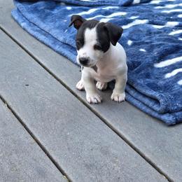 Boy 2 - Black and white male Teddy Roosevelt Terrier puppy in Bloomington, Illinois from Cherokeepoint Teddy Roosevelt Terriers