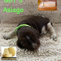 English Springer Spaniel Puppies from Picky’s Puppies