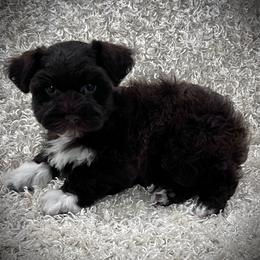 Liver Boy - Liver male Miniature Schnauzer puppy in San Augustine, Texas from My Little Schnauzer Pals