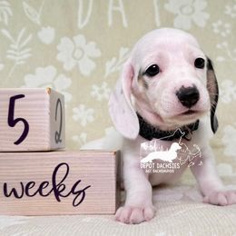 Uno AKC - Black and cream male Dachshund puppy in South Easton, Massachusetts from Depot Dachsies