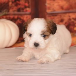 Ace - Brown and white male Shichon puppy in Moulton, Iowa from Shondel Puppy Paws