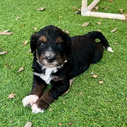 Slate - Tri-color male Bernedoodle puppy in Royse City, Texas from Platinum Bernedoodles of Texas