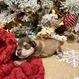 Kitt - Liver female Miniature Schnauzer puppy in Huntington, Utah from Schnauzers on Robinson Lane