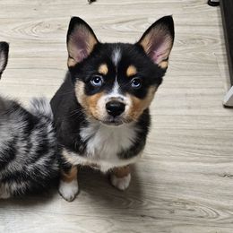 Pomsky Puppies from Wolfpack Pomskies
