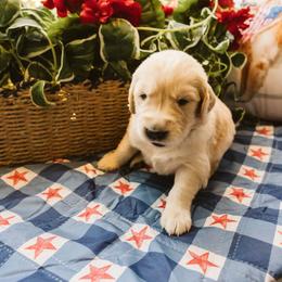 Rachel - Golden female Golden Retriever puppy in Ramona, California from SDPREMIERGOLDENS